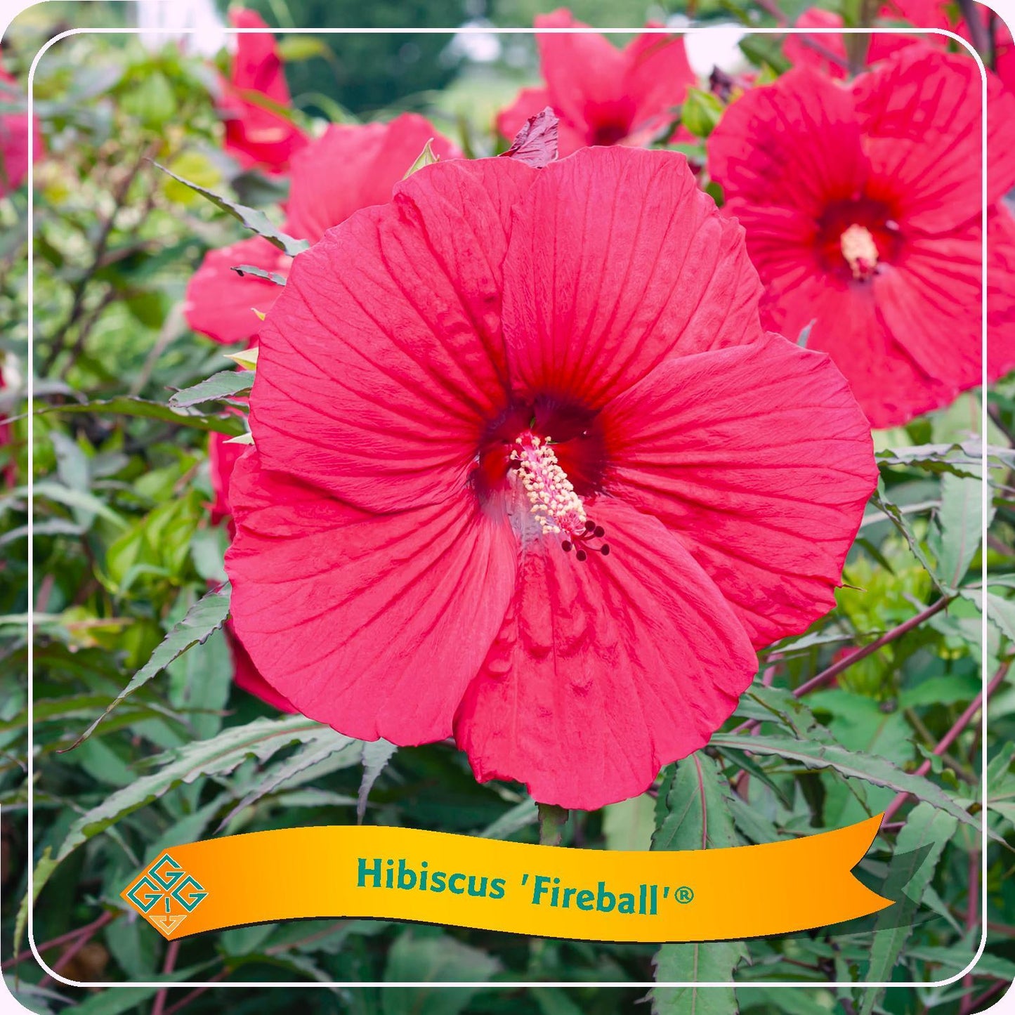Hibiskus 'Fireball' – Tropische Blütenpracht Ø25cm
