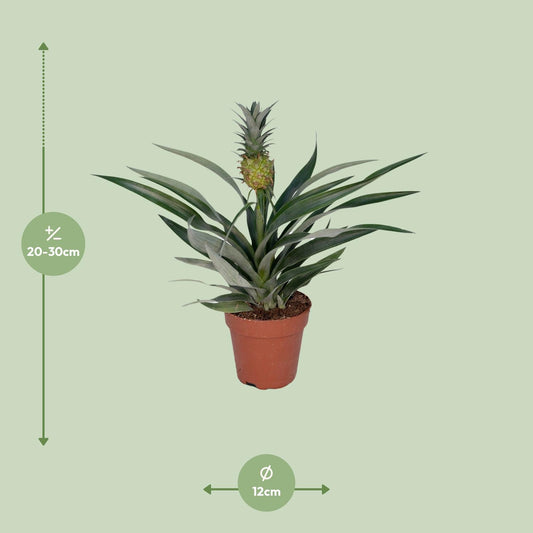 Bromelia Ananas Zimmerpflanze Ø12 cm, 30 cm hoch