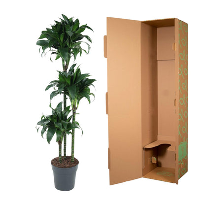 Dracaena Tatuade – 140 cm pflegeleichte Zimmerpflanze