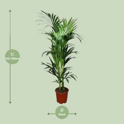 Howea forsteriana – Kentia-Palme Ø24cm, 150cm hoch