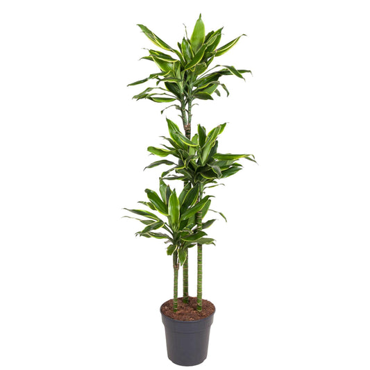 Dracaena Golden Coast – 160 cm, pflegeleichte Zimmerpflanze