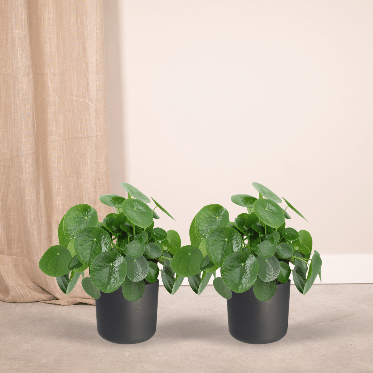 2x Pilea Peperomiodes – Pfannkuchenpflanze, 25 cm, ø15 cm