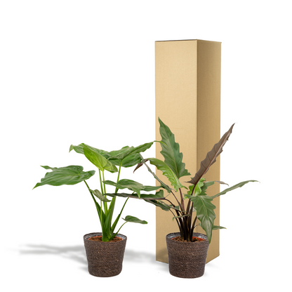 Alocasia Duo im Igmar Korb – Tropisches Zimmerpflanzen-Set
