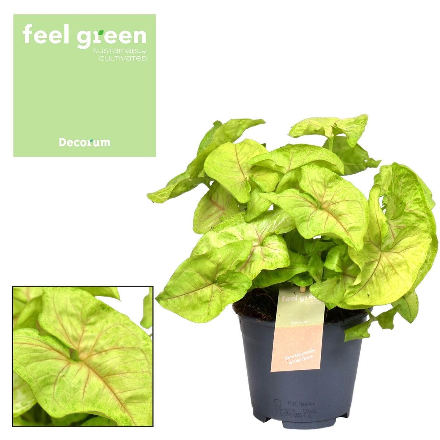 Syngonium Golden Feel Green – Pflegeleichte Trendpflanze Ø14cm