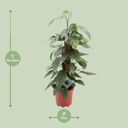 Epipremnum Pinnatum Cebu Blue – pflegeleichte Zimmerpflanze Ø17cm