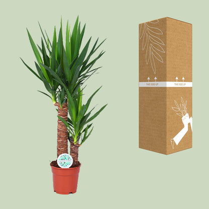 Yucca – Pflegeleichte, luftreinigende Zimmerpflanze Ø17cm, 80cm hoch