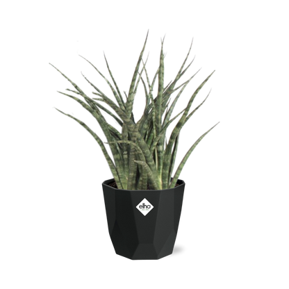 Sansevieria Fernwood Punk – Pflegeleichte Schwiegermutterzunge 14cm