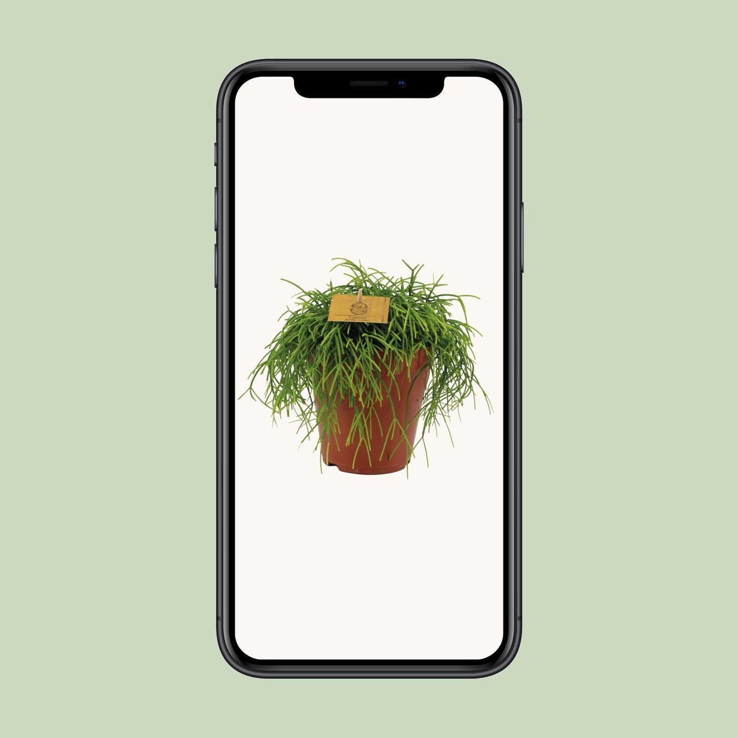 Rhipsalis Cashero – Pflegeleichte und luftreinigende Zimmerpflanze Ø15cm