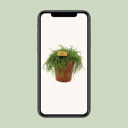 Rhipsalis Cashero – Pflegeleichte und luftreinigende Zimmerpflanze Ø15cm