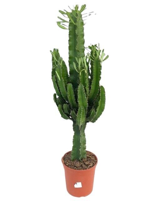 Euphorbia Eritrea – Pflegeleichte Trendpflanze für modernes Wohnen