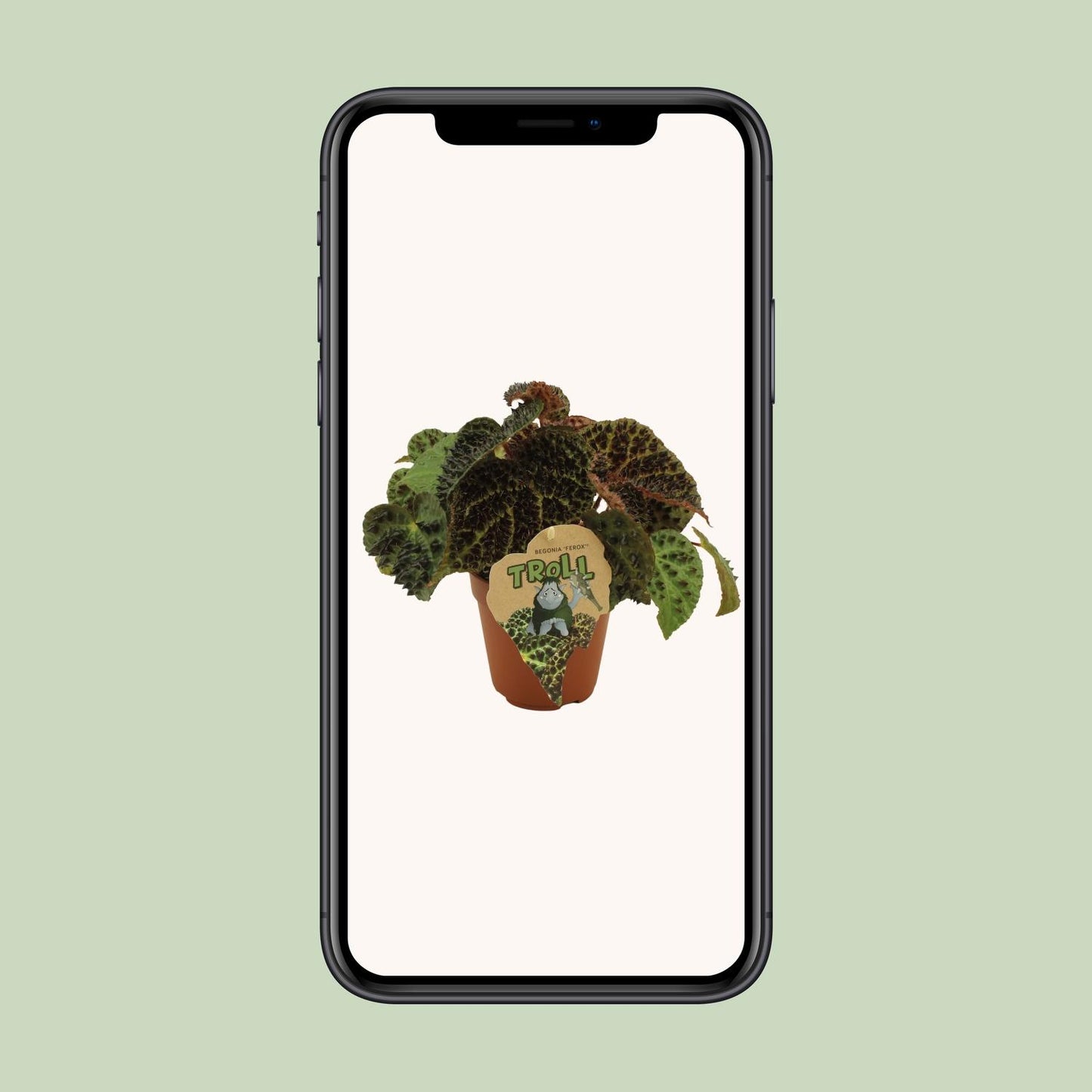 Begonie Rex Ferox – Exotische Zimmerpflanze 25 cm