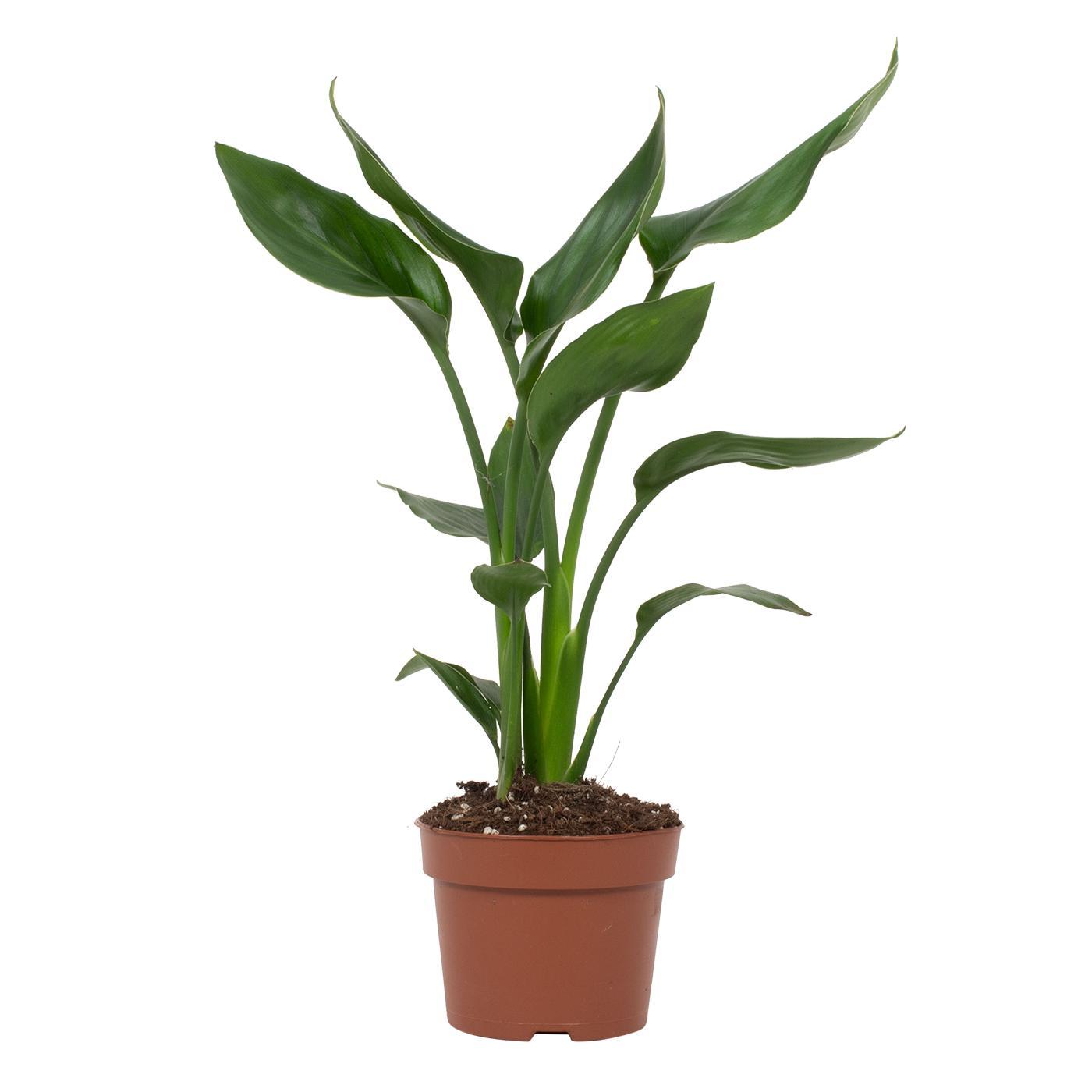 Paradiesvogelblume – Exotische, pflegeleichte Zimmerpflanze Ø12cm