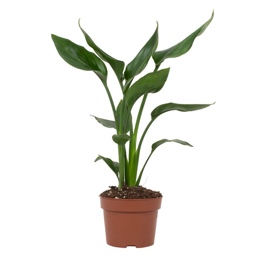 Paradiesvogelblume – Exotische, pflegeleichte Zimmerpflanze Ø12cm