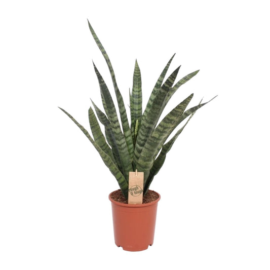 Sansevieria Diamond Green – Pflegeleichte Zimmerpflanze Ø19cm