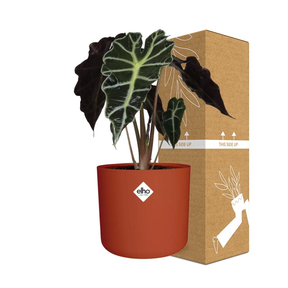 Alocasia ‘Polly’ – Luftreinigende Zimmerpflanze im ELHO Topf 14cm