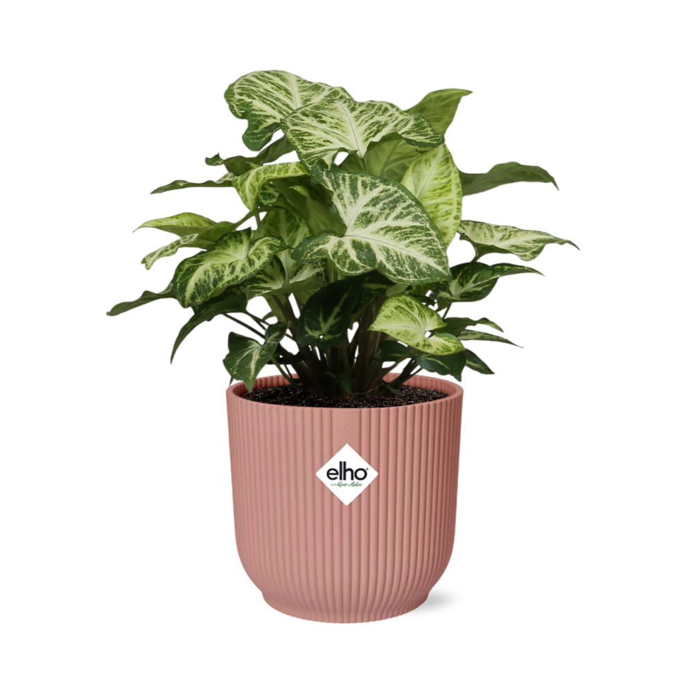 Syngonium Arrow in ELHO Vibes Fold 14cm Rosa – Pflegeleicht & Modern