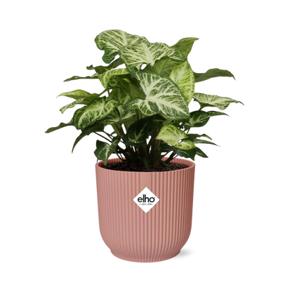 Syngonium Arrow in ELHO Vibes Fold 14cm Rosa – Pflegeleicht & Modern