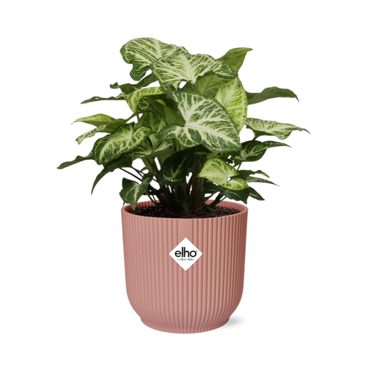 Syngonium Arrow in ELHO Vibes Fold 14cm Rosa – Pflegeleicht & Modern