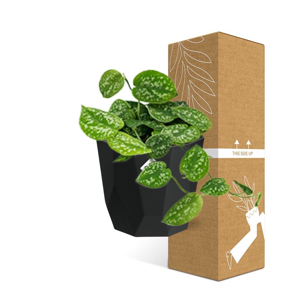 Scindapsus Pictus ‘Argyraeus’ – pflegeleichte Luftreiniger-Pflanze 14cm