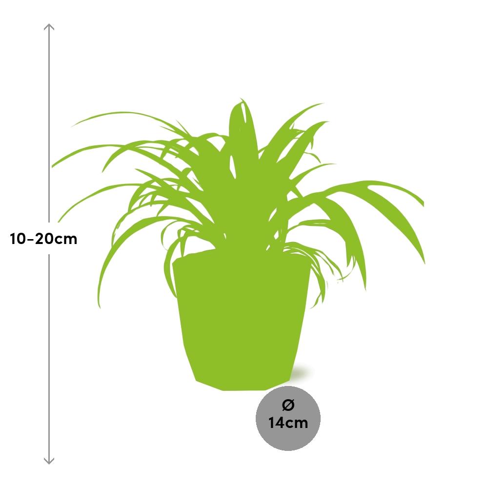 Chlorophytum Comosum Variegatum – Spinnenpflanze in ELHO b.for rock 14 cm