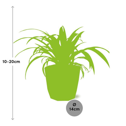 Chlorophytum Comosum Variegatum – Spinnenpflanze in ELHO b.for rock 14 cm