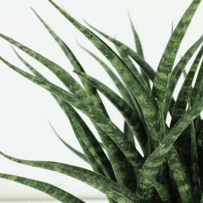 Sansevieria Fernwood Punk – 2er-Set Ø12cm, pflegeleicht