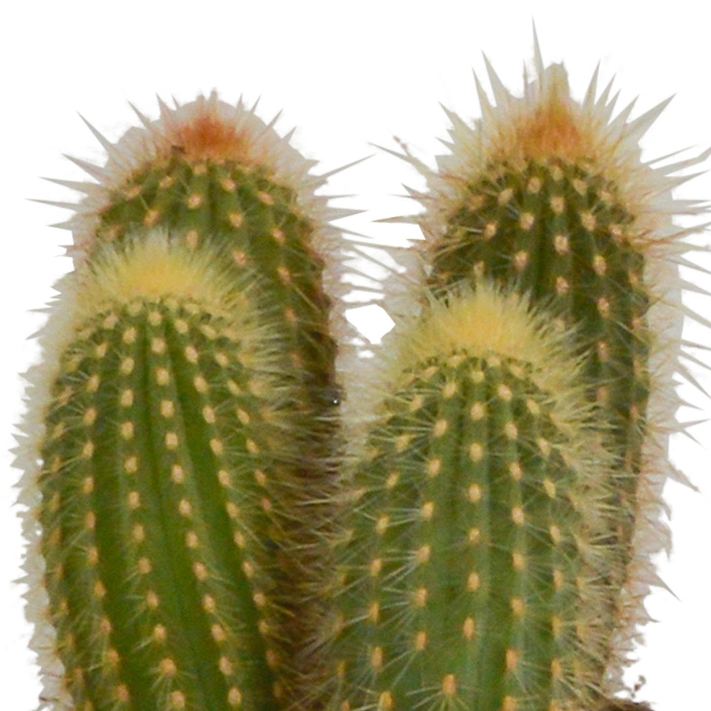 Cereus 3er Set im weißen Topf 10,5 cm – Pflegeleicht & Robust