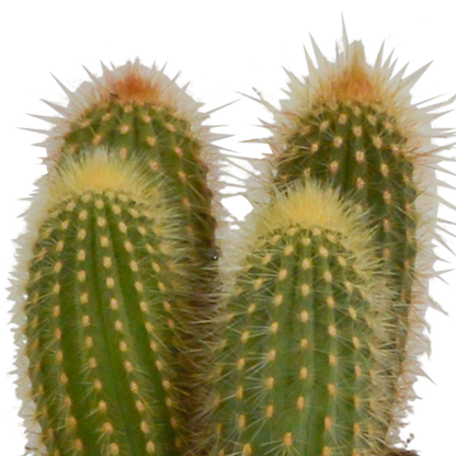 Cereus 3er Set im weißen Topf 10,5 cm – Pflegeleicht & Robust