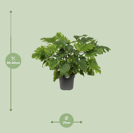 Philodendron Xanadu – Pflegeleichte Tropenpflanze 60 cm
