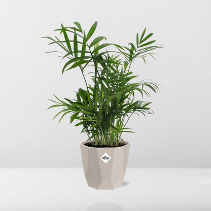 Chamaedorea Zwergbergpalme im ELHO b.for rock 14 cm Topf