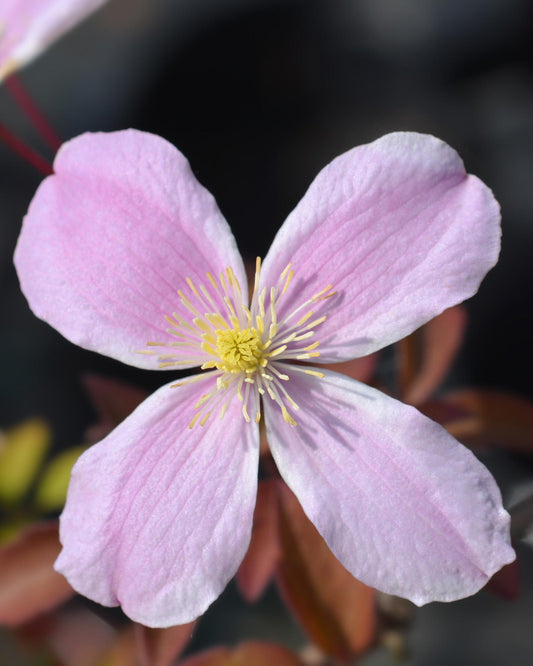 Clematis Montana 'Fragrant Spring' – Duftende Kletterpflanze Ø15cm