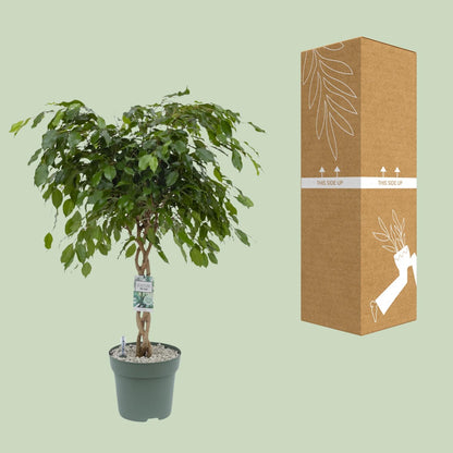 Birkenfeige 'Adora/Exotica' – Pflegeleichte Zimmerpflanze 120 cm