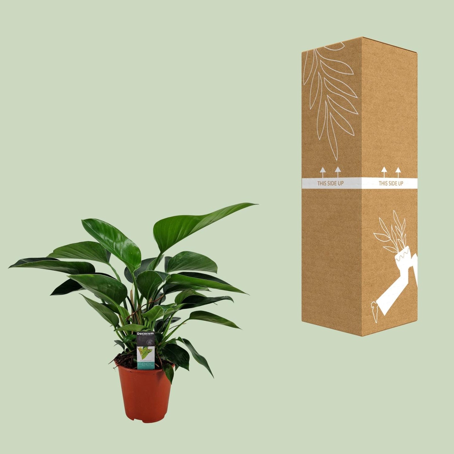 Philodendron Congo Apple – Pflegeleichte Zimmerpflanze Ø19cm