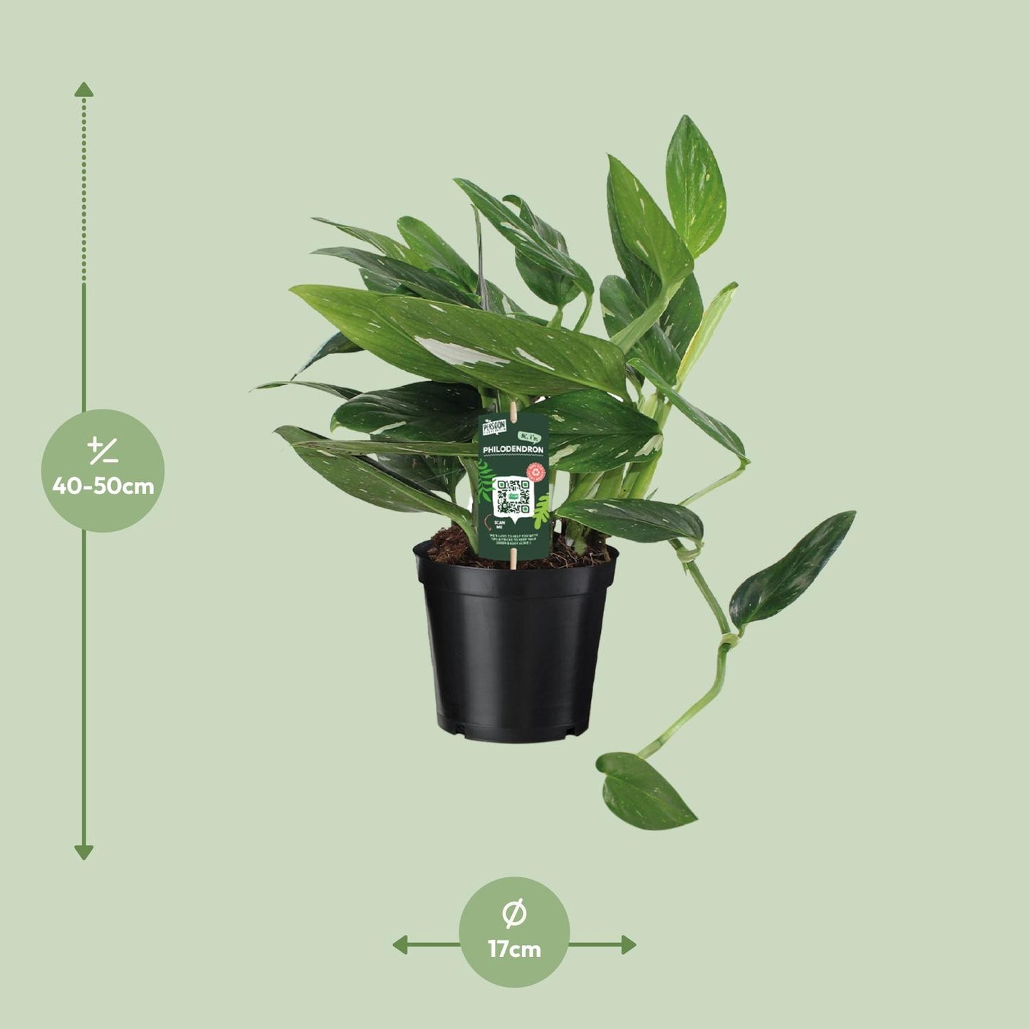 Philodendron Cobra Toef – Exotische, pflegeleichte Zimmerpflanze 50 cm