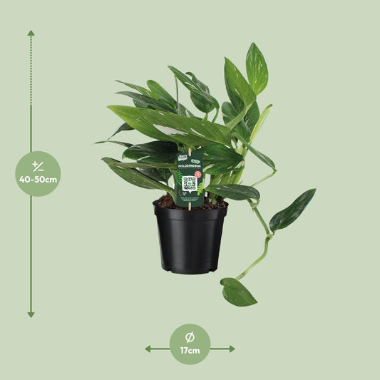 Philodendron Cobra Toef – Exotische, pflegeleichte Zimmerpflanze 50 cm