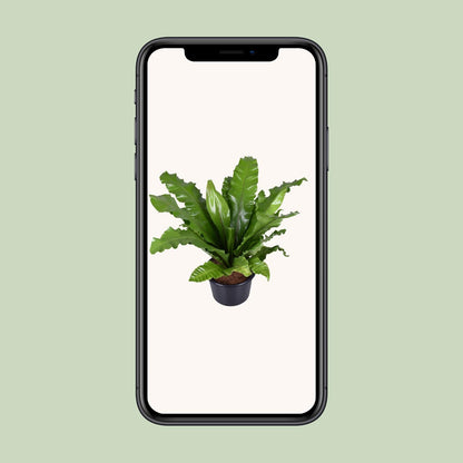 Asplenium Nidus – Nestfarn Ø37cm, Höhe 85cm, pflegeleicht