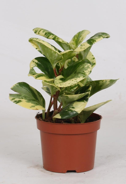 Peperomia Obtusifolia 'Variegata' – Pflegeleichte Zimmerpflanze Ø12cm