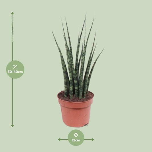 Sansevieria Fernwood Mikado – Pflegeleichte Zimmerpflanze Ø12cm