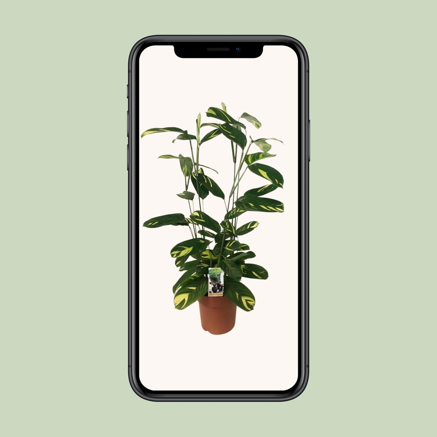 Ctenanthe Lubbersiana – Pflegeleichte Trendpflanze Ø21cm