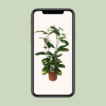 Ctenanthe Lubbersiana – Pflegeleichte Trendpflanze Ø21cm