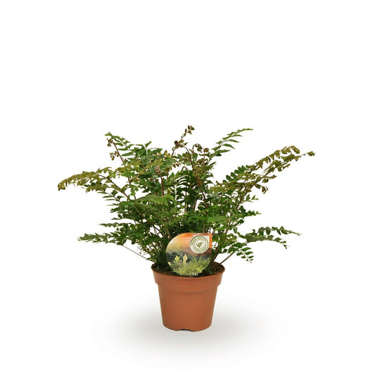 Didymochlaena Truncatula – Exotische Zimmerpflanze Ø17cm