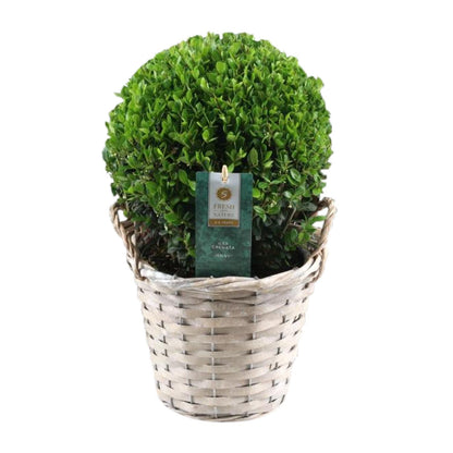 Ilex Crenata 'Jenny'® – Pflegeleichte Stechpalme Ø20cm