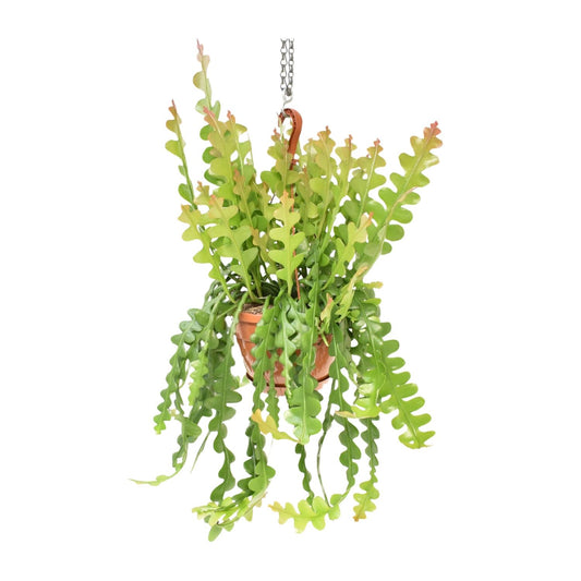 Epiphyllum Anguliger – Fischgrätenkaktus Ø21cm, 60cm hoch