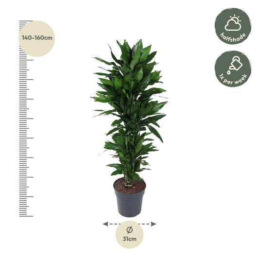 Dracaena Janet Lind vertakt – pflegeleichte Zimmerpflanze 120 cm