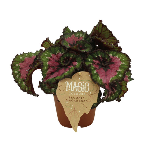 Begonia Rex Macarena – Farbintensive Zimmerpflanze Ø12 cm