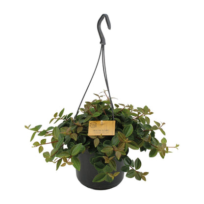 Peperomia Ang.Rocca Scuro – Pflegeleichte Zimmerpflanze Ø15cm