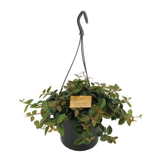 Peperomia Ang.Rocca Scuro – Pflegeleichte Zimmerpflanze Ø15cm