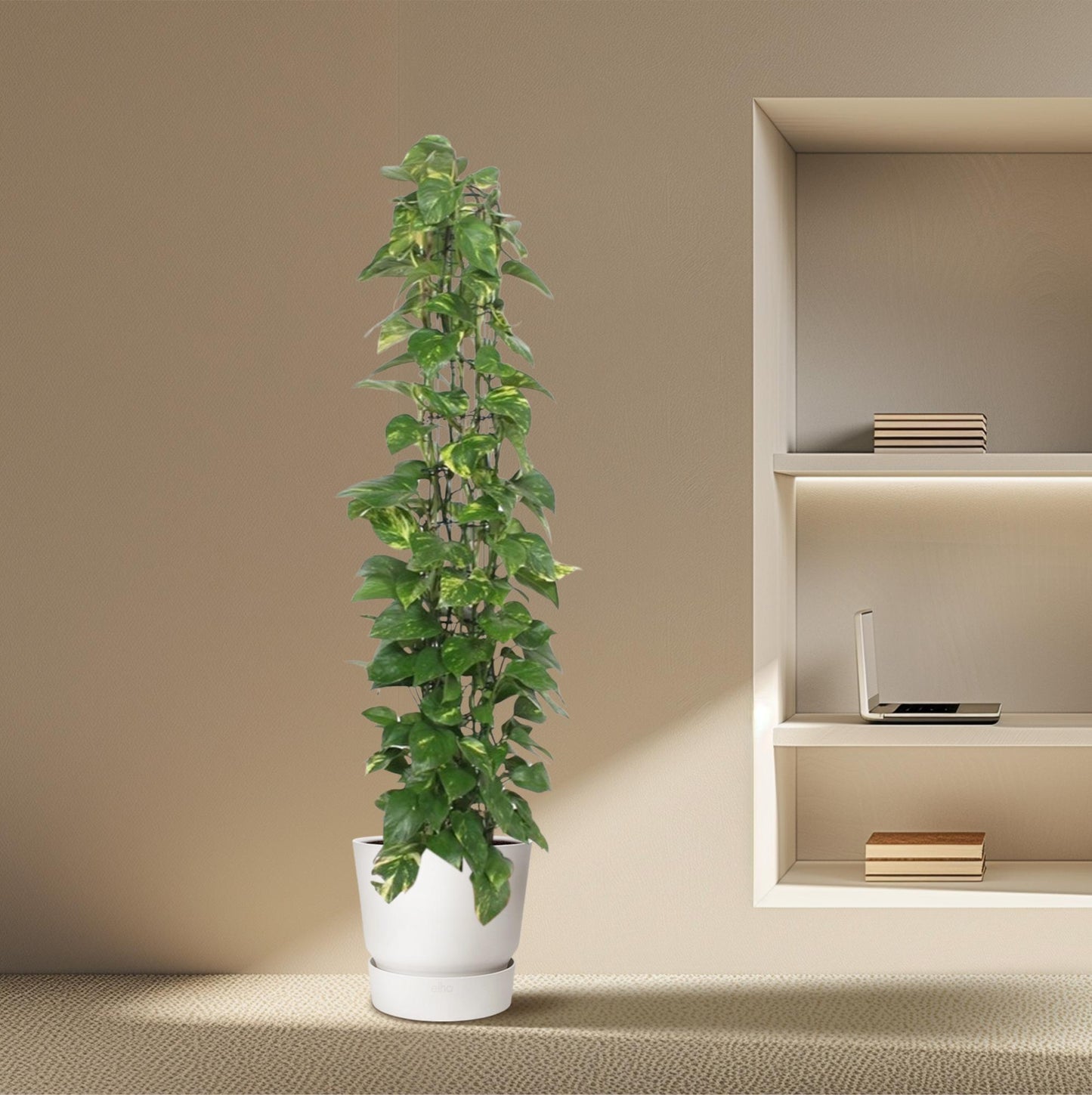 Epipremnum Aureum Gitterpflanze – 160 cm, Ø 27 cm