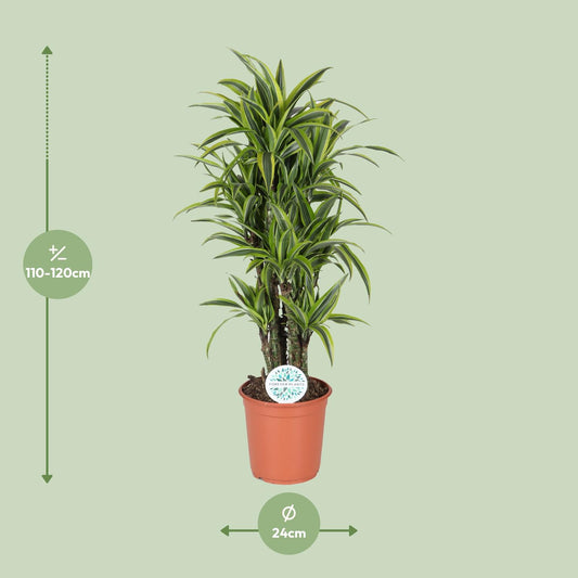 Drachenbaum Lemon Lime – pflegeleichte Zimmerpflanze Ø24cm