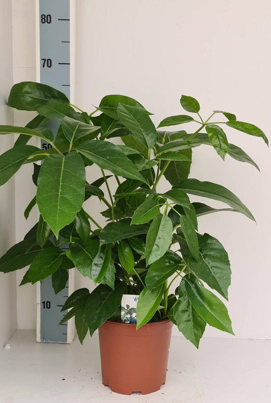 Schefflera Amate – Pflegeleichte Zimmerpflanze für modernes Wohnen
